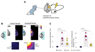 Characterization of the Blood Brain Barrier Disruption in the Photothrombotic Stroke Model